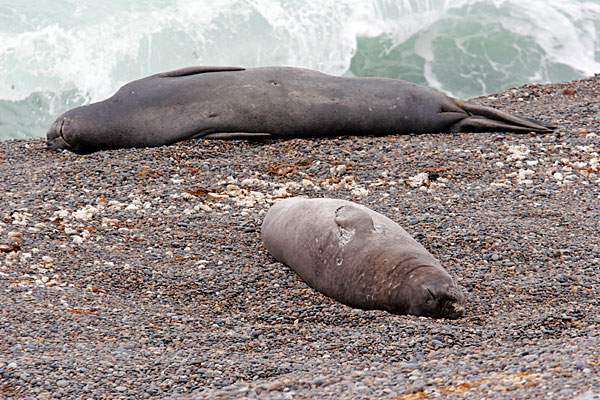Les élephants de mer.
